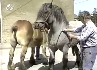 Muscled horses have awesome rear end fashion