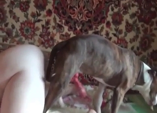 Frantic dog fucking quick