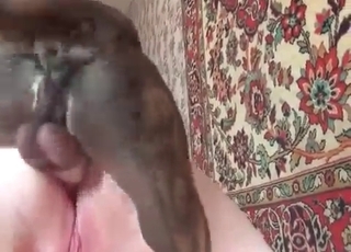 Frantic dog fucking quick