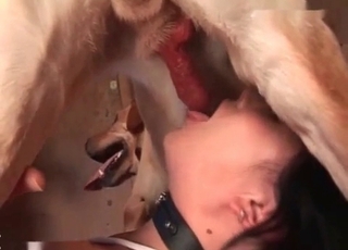 Doggy is getting a indeed fantastic dt