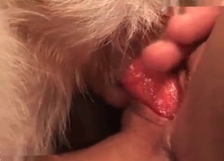 Doggy is getting a indeed fantastic dt
