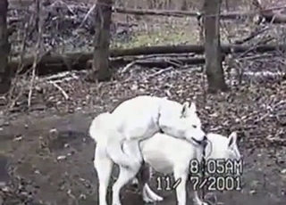 White hounds are having all sorts of sex in the forest