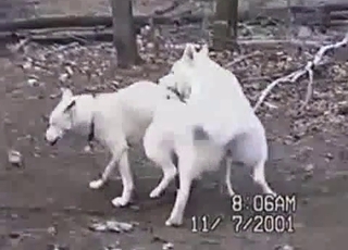 White hounds are having all sorts of sex in the forest