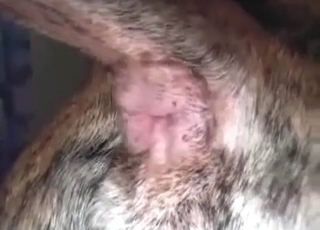 Good doggy-style loving anal penetration