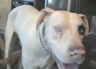 Brunette deepthroats dog cock