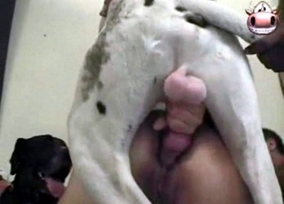 Friendship with a playful dog