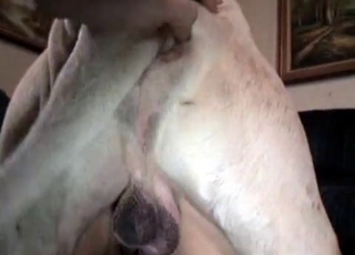This crevasse gets amazingly banged by a horny doggo