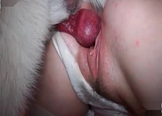 Beautiful dog schlong inside a cunt
