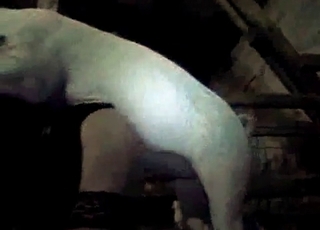 Farm pig ravages in the from the rear