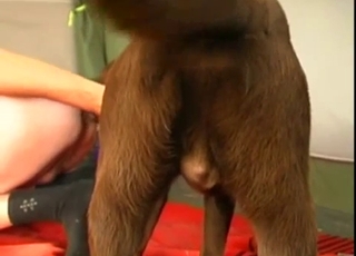 Sexy doggy and a horny damsel are enjoying dirty bestiality