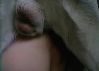 White doggy humping my wife from behind