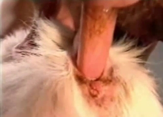 Big white doggy hardly drilled by fat cock