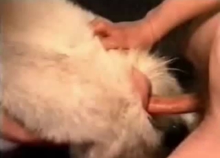 Big white doggy hardly drilled by fat cock