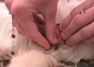 Slim slut gets totally obliterated by a hot hound