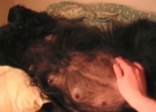Just stimulating my knocked up dog