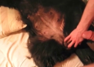 Just stimulating my knocked up dog