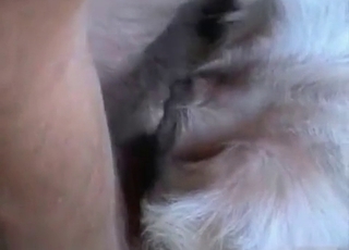 Magnificent youthfull dog adores my hard cock