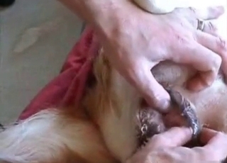 Magnificent youthfull dog adores my hard cock
