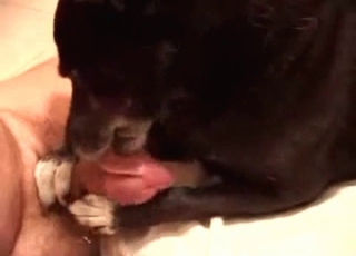 A twink with a large bone is sucked off by a dog that is trained