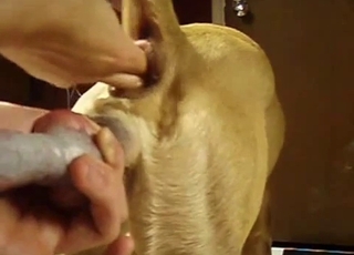 My retriever really likes anal penetration