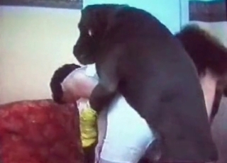 Classic zoophilia action with a horny Doberman