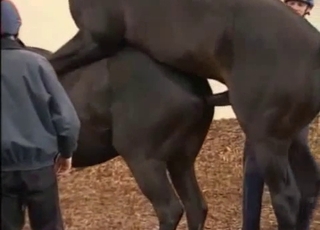 Two horses having amazing sex in doggy pose