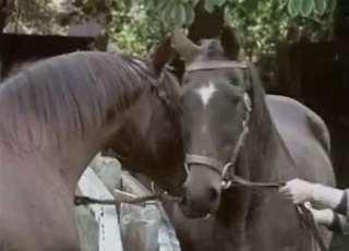 Two horses having amazing sex in doggy pose