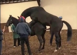 Two horses having amazing sex in doggy pose