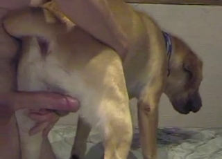 Sweet doggy penetrated hard in doggy pose