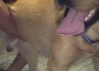 Sweet doggy penetrated hard in doggy pose