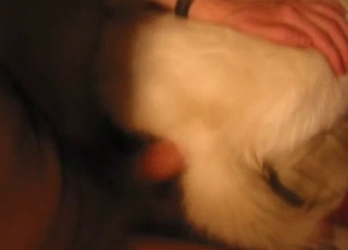 All sorts of sexual fun for an amazingly stellar dog