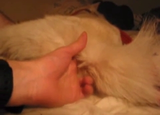 All sorts of sexual fun for an amazingly stellar dog