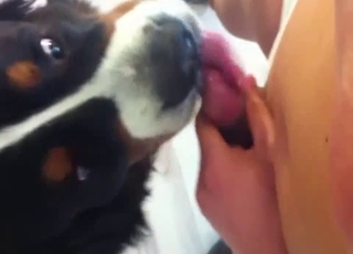 Man jerking it in front of a dog