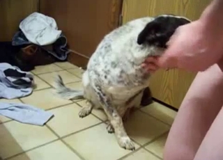 Hefty dog fucked hard by a strung up stud here