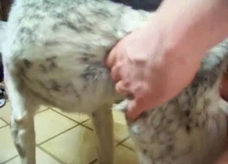 Hefty dog fucked hard by a strung up stud here