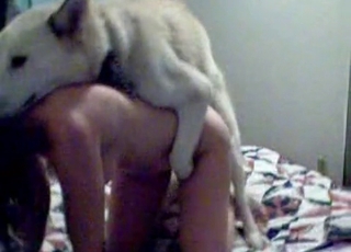 Smooth pussy gaped by a wild dog