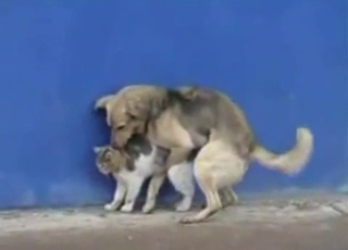 Dog bangs a lovely kitty in doggy style