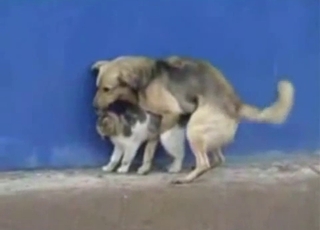 Dog bangs a lovely kitty in doggy style
