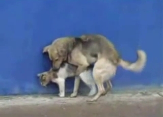 Dog bangs a lovely kitty in doggy style