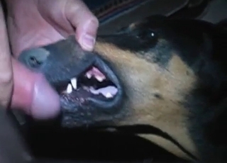 Wild fellow is facefucking his amazingly sweet doggo