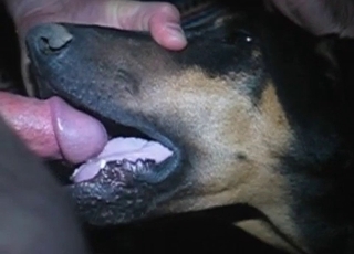 Wild fellow is facefucking his amazingly sweet doggo