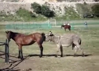 2 mules banging nice in doggy style pose