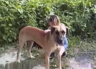 Dress-wearing honey stalking a dog