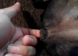 Dog's cute pussy gets fingered stiff