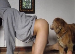 That ass is perfect for the dog