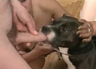 Boy face-fucking a dog in an intercourse