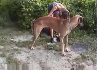 Amazing immense dog and totally naked zoophile