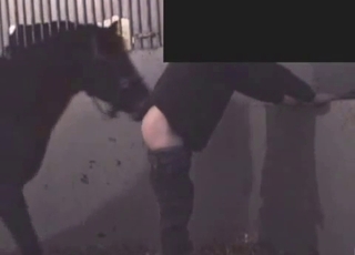 Real stallion and farmer fuck in doggy pose