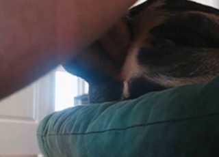 Doggy humped by host