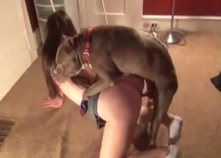 Wild dog penetrating the holder